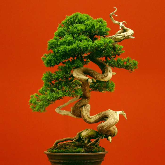 Bonsai – z czym to się je