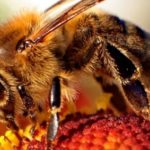 Porobnica włochatka – dzika pszczoła zapylająca nasze uprawy