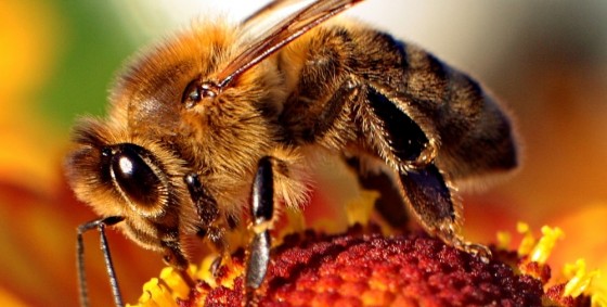 Porobnica włochatka – dzika pszczoła zapylająca nasze uprawy